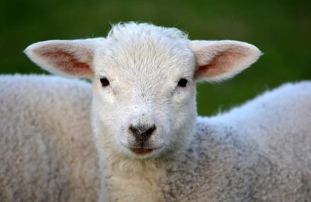 Les bienfaits insoupçonnés de la laine sur votre santé!